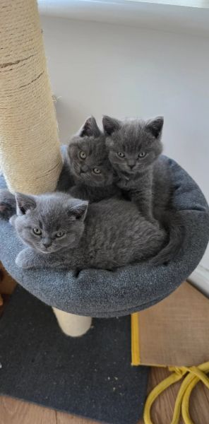 Kocięta brytyjskie krótkowłose z rodowodem GCCF Champion - zdjęcie 1