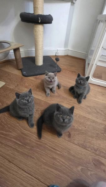 Kocięta brytyjskie krótkowłose z rodowodem GCCF Champion - zdjęcie 3