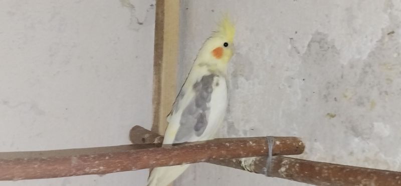 Papuga nimfa 25r. - samiec - zdjęcie 1