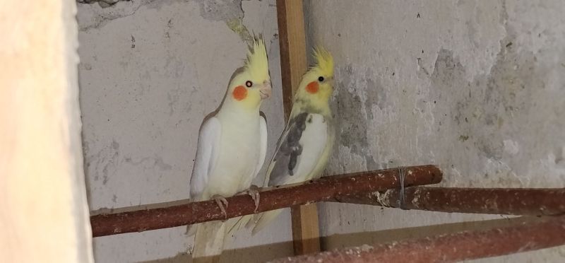 Papugi nimfy - zdjęcie 1