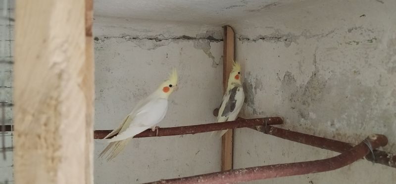 Papugi nimfy 2025r - zdjęcie 1