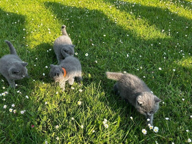 Kocięta brytyjskie krótkowłose BHK - zdjęcie 1