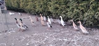 Biegusy indyjskie niespokrewnione 2025r.