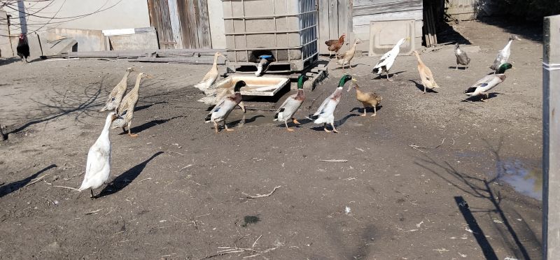 Biegusy indyjskie niespokrewnione 2025r. - zdjęcie 1