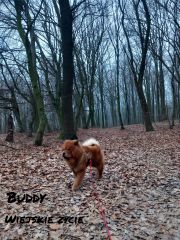 Domowy hotelik dla zwierząt – opieka na czas wyjazdu, Pruchnik