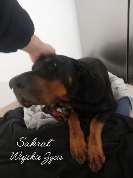 Domowy hotelik dla zwierząt – opieka na czas wyjazdu, Pruchnik - zdjęcie 7