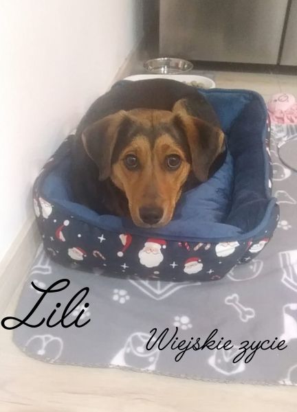 Domowy hotelik dla zwierząt – opieka na czas wyjazdu, Pruchnik - zdjęcie 2