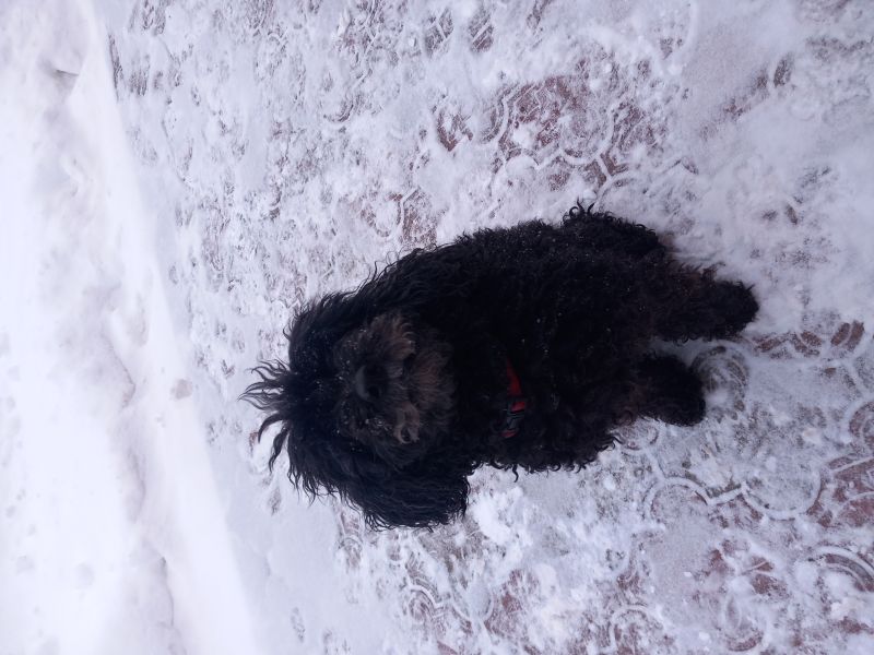 Domowy hotelik dla zwierząt – opieka na czas wyjazdu, Pruchnik - zdjęcie 9