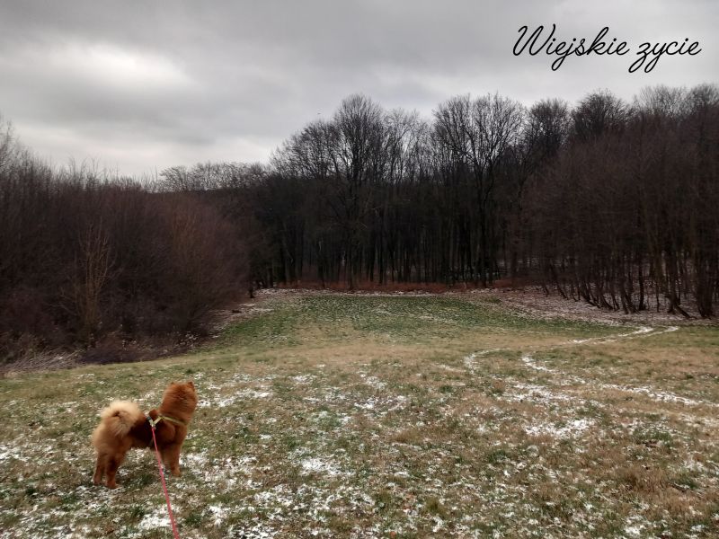 Domowy hotelik dla zwierząt – opieka na czas wyjazdu, Pruchnik - zdjęcie 8