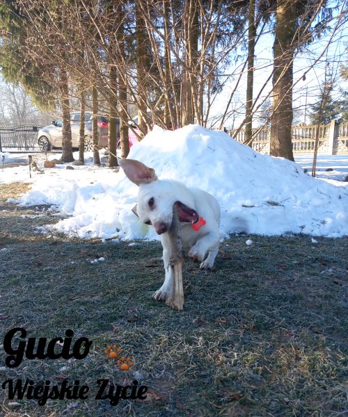 Domowy hotelik dla zwierząt – opieka na czas wyjazdu, Pruchnik - zdjęcie 6