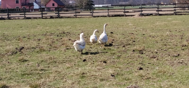 Gęsi białe 2025 - zdjęcie 1