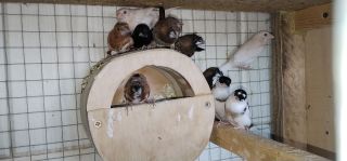 Mewki japońskie 2025