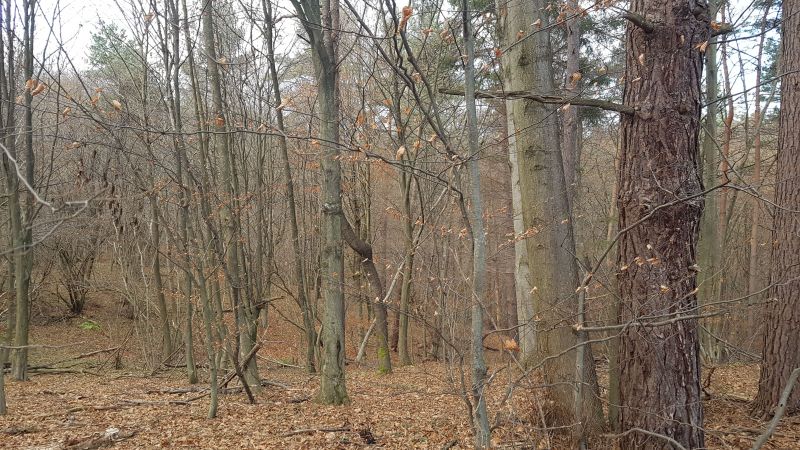 Uzbrojona działka widokowa na wzgórzu – 3 min od Soliny + własny las! - zdjęcie 9