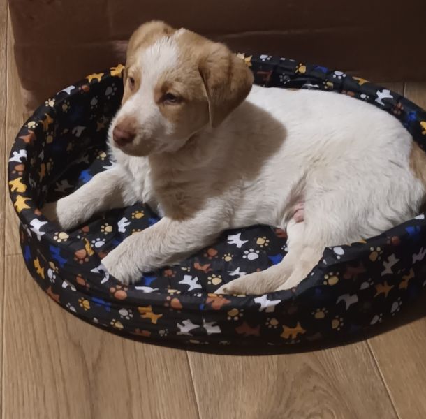 Oddam szczeniaki - zdjęcie 2