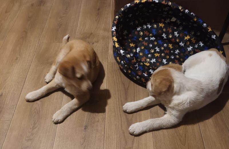 Oddam szczeniaki - zdjęcie 1