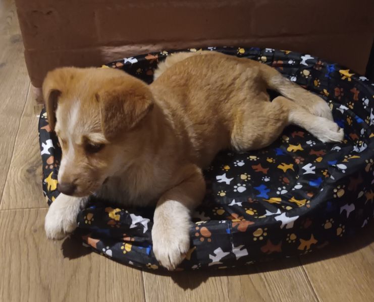 Oddam szczeniaki - zdjęcie 3