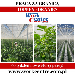 Owiajanie pędów papryki (toppen draaien) Oferta pracy w Holandii