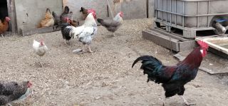 Koguty włoszki, legbar 25r.