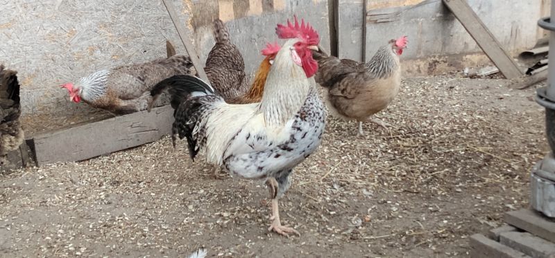 Koguty włoszki, legbar 25r. - zdjęcie 3