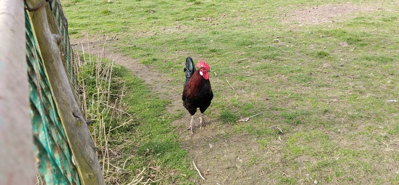 Koguty włoszki, legbar 25r. - zdjęcie 6