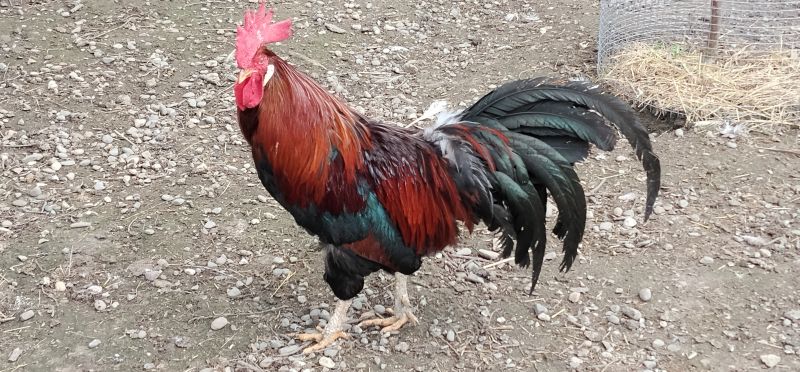 Koguty włoszki, legbar 25r. - zdjęcie 4