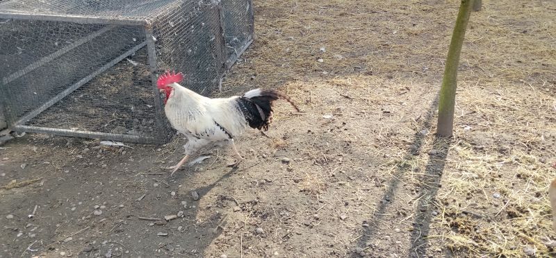 Koguty włoszki, legbar 25r. - zdjęcie 5