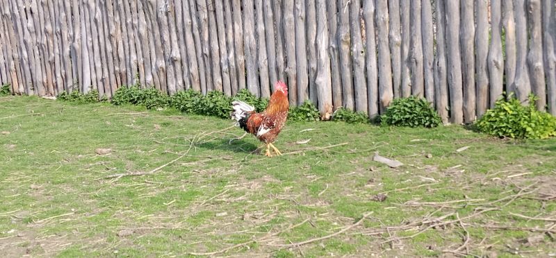 Koguty włoszki, legbar 25r. - zdjęcie 7