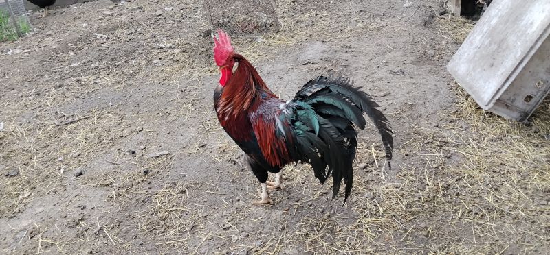 Koguty włoszki, legbar 25r. - zdjęcie 2