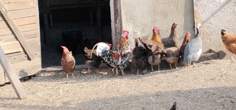 Koguty włoszki, legbar 25r. - zdjęcie 8