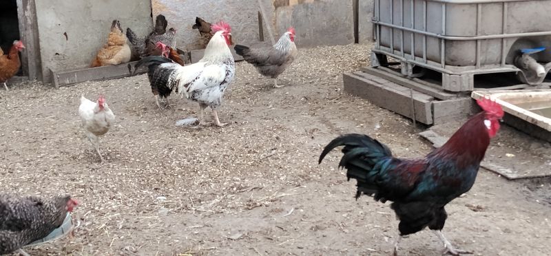 Koguty włoszki, legbar 25r. - zdjęcie 1