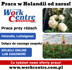 Ścinanie i pielęgnacja róż Oferta pracy w Holandii (k/m)
