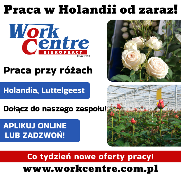 Ścinanie i pielęgnacja róż Oferta pracy w Holandii (k/m) - zdjęcie 1