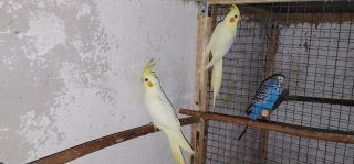 Papugi nimfy lutino 2025r.