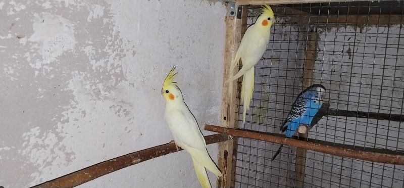 Papugi nimfy lutino 2025r. - zdjęcie 1