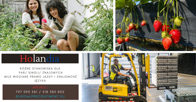 szklarnie z kwiatami- bez wymagań, od zaraz  - zdjęcie 1