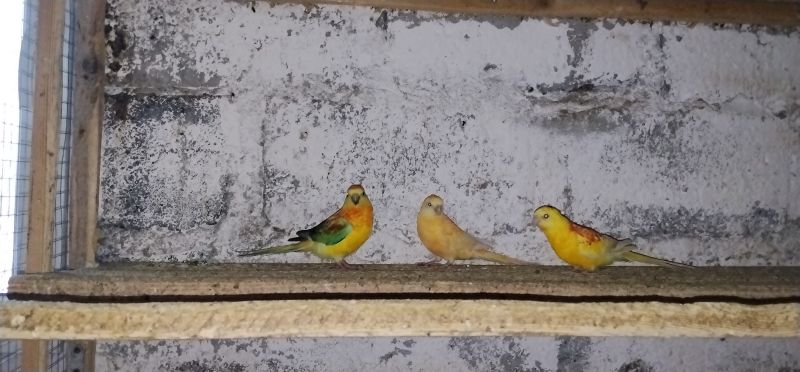 Świergotki 2025r - zdjęcie 1