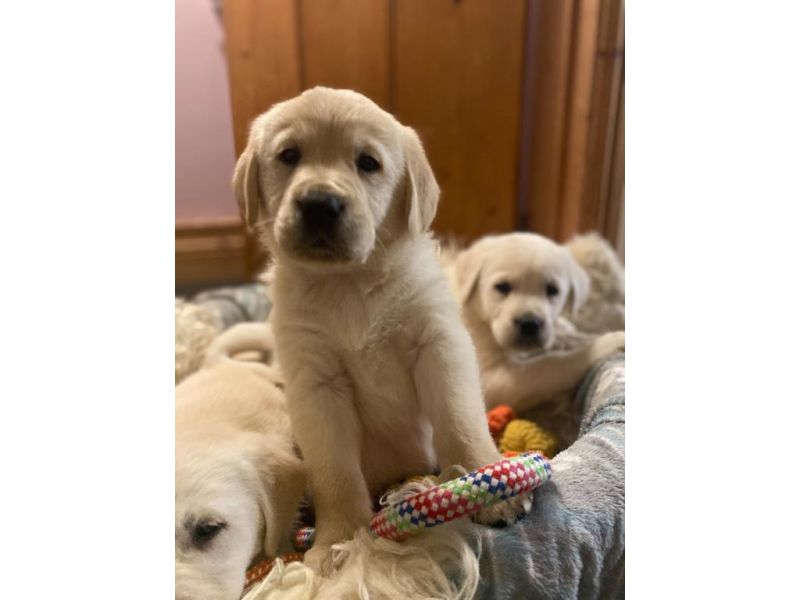 Szczenięta Golden Retriever - zdjęcie 1