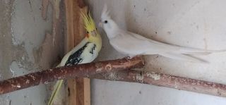 Papugi nimfy - dorosła para lęgowa nimf