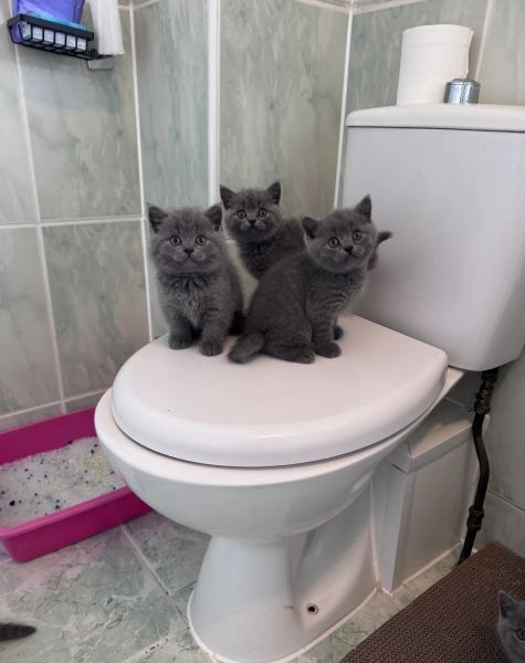 Zostały 3 kotki! Brytyjskie krótkowłose z rejestracją TICA - zdjęcie 4