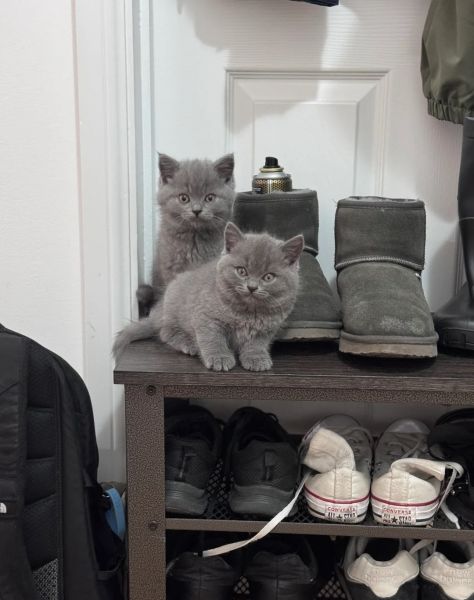 Zostały 3 kotki! Brytyjskie krótkowłose z rejestracją TICA - zdjęcie 5