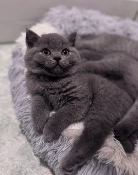 Zostały 3 kotki! Brytyjskie krótkowłose z rejestracją TICA - zdjęcie 3