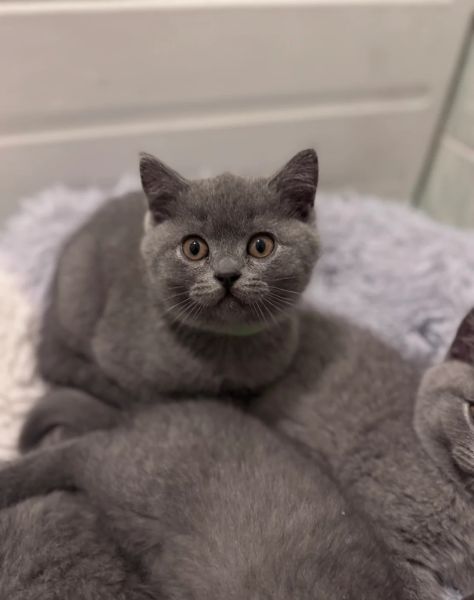 Zostały 3 kotki! Brytyjskie krótkowłose z rejestracją TICA - zdjęcie 2