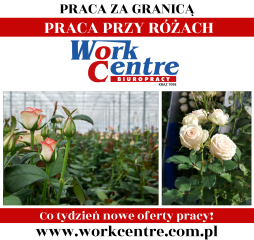 Ścinanie i pielęgnacja róż Oferta pracy w Holandii