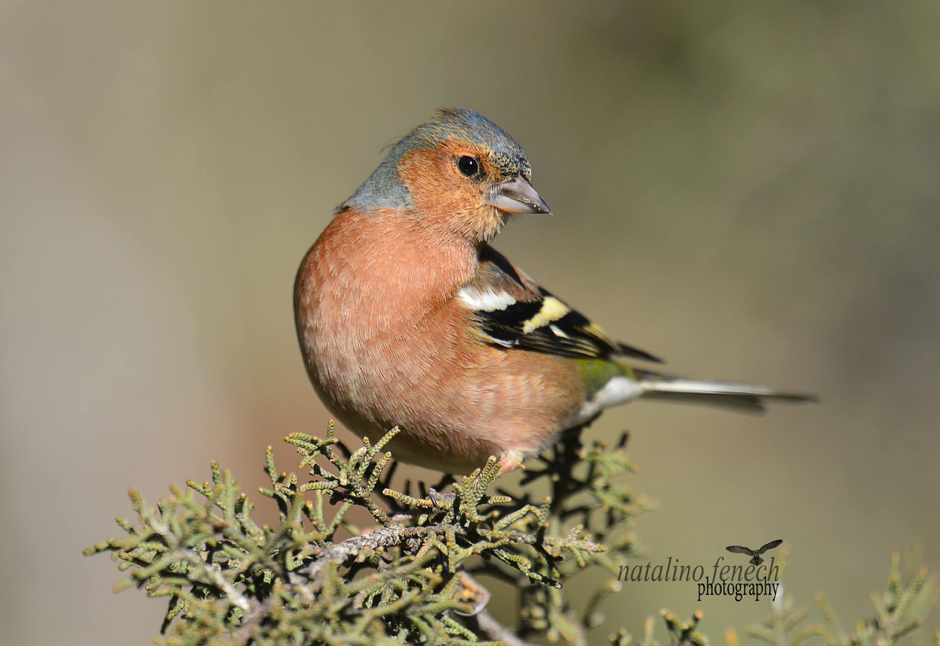 A photograph of a male chaffinch taken by Natalino Fenech. It is a regular autumn migrant in Malta and they can be amazingly beautiful.