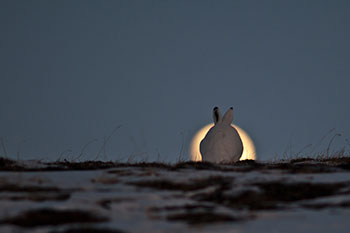 προβλέψεις Λίλιαν Σίμου astrolife