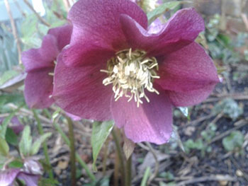 προβλέψεις Λίλιαν Σίμου astrolife