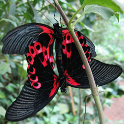 έρωτας Δίδυμοι Λίλιαν Σίμου astrolife