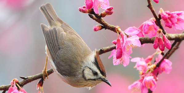 Κινέζικες Αστρολογικές Προβλέψεις