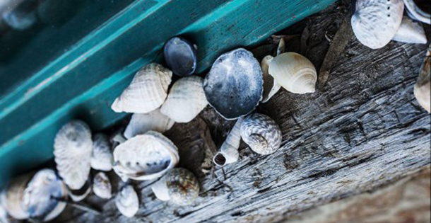 Λίλιαν Σίμου astrolife