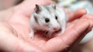 Λίλιαν Σίμου astrolife